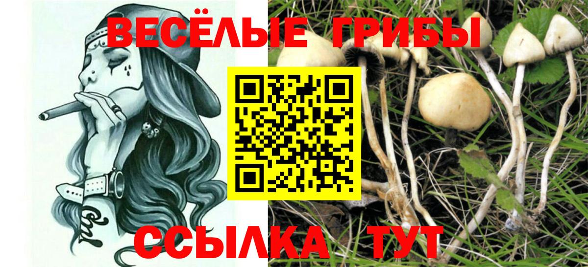 Псилоцибиновые грибы Psilocybe Октябрьский